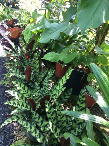 nursery3