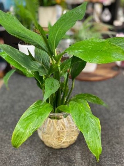 waterplant-1